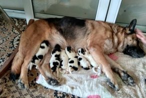 Их оставили на заснеженной плите, так что лапочки примерзли к поверхности