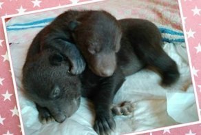 Живых медведей – в мусорный бак?! Москвич нашёл возле дома коробку со слепыми косолапыми крохами!