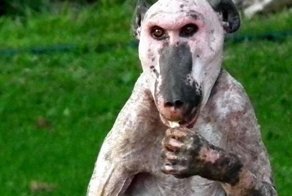 Животные, которые совсем не похожи на своих собратьев