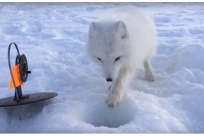 «Рыба - моя, а вон - подруга твоя!» Новые приключения знаменитого наглого песца