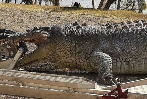 Убийцу 100-летнего крокодила оштрафовали на 10 000 долларов