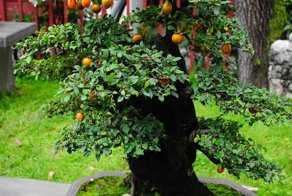 Выставка бонсай в парке Ченду!