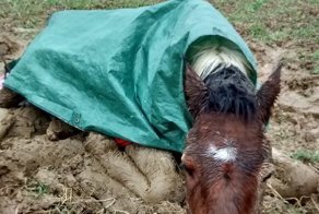 Больного жеребёнка вывезли в поле и оставили погибать