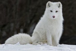 Самые красивые животные мира