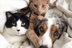 “Слушай, будешь моей подушкой?” Эта Хаски решила выспаться, а из мягенького рядом – только Кот… :)