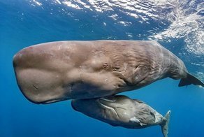 Самое загадочное животное Земли