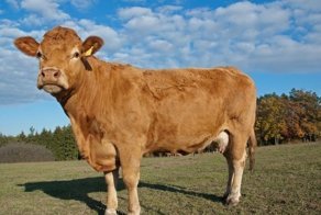 Польская корова устроила побег с заплывом, чтобы избежать бойни