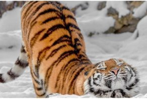 Трехлетняя тигрица неудачно прогулялась по тонкому льду