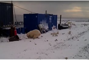 Белый медведь устроил охоту на песцов в поселке