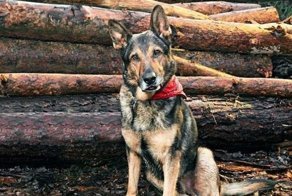 Бесстрашный полицейский пес