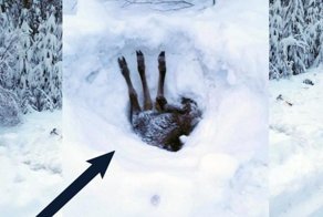 Три ноги торчало из-под снежной глади… Мужчина остановил грузовик и принялся копать!