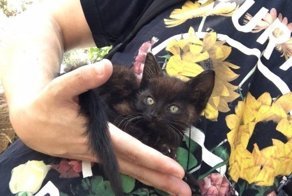 “КОТЁНОК шептал, а не мяукал – настолько он был слаб!”