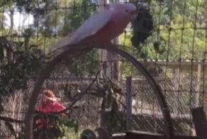 Какаду катается на своей любимой карусели