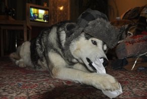 20 причин не заводить себе хаски