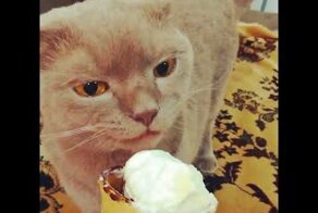 Любитель сладкого