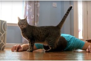  Хозяин притворился мертвым, чтобы посмотреть на реакцию своей кошки