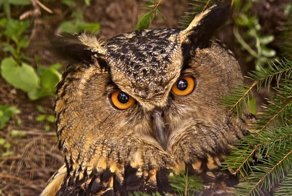 Про птицу филина