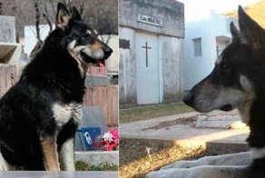 Скончался пес, который 11 лет ночевал возле могилы своего хозяина