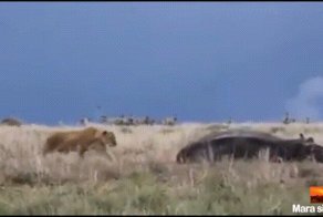 Самое опасное животное Африки