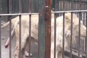 Голодный лев в китайском зоопарке отгрыз собственный хвост