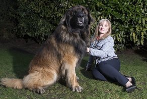 Большие собаки снова в моде