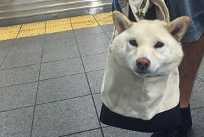 У меня лапки: избалованные собаки и кошки, которых хозяева носят на себе