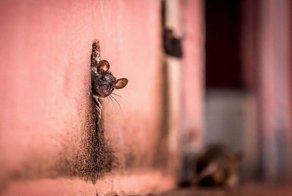 20 самых шедевральных снимков, когда-либо сделанных для National Geographic
