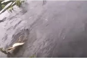  Вот и порыбачил: наглый крокодил украл улов у рыбака