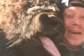 Когда решил поделиться хлебом с бизоном