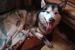 Якутский маламут будет жить!