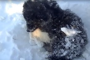 Спасение замерзающего щенка на Ямале
