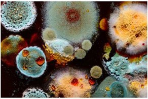 Очень опасная и очень красивая - все краски тлена