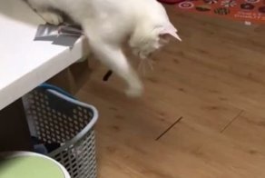 Котикам больше не нужен человек!