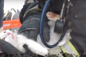 Пожарные вернули к жизни пострадавшего котика