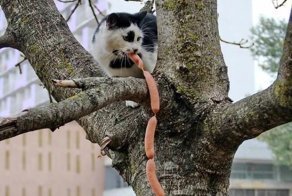 35 животных, которые ведут себя самым наглым образом, но здорово вас развеселят!