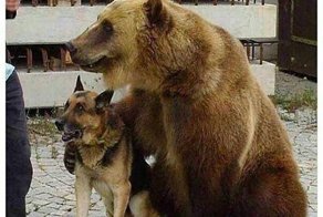 Смешные картинки с надписями