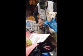 Мужчина защищает свою собаку от дождя