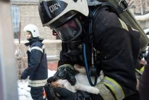 “И что, что кот? Массаж сердца, срочно!”