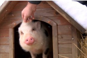 Съели друга!