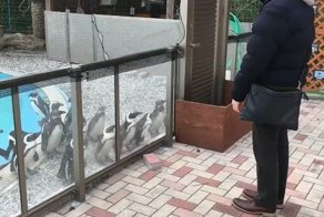 Как на несколько минут загипнотизировать пингвинов