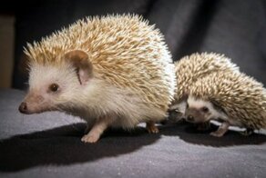 Африканский ежик