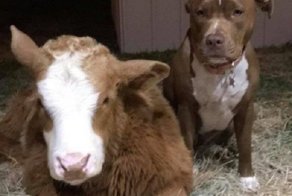 Корова, спасённая и воспитанная среди собак, думает, что она одна из них