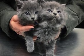 Счастливая история двух котят, спасенных от смертельных морозов