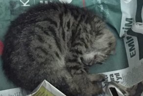 Мужчина увидел на улице умирающего котенка и не прошел мимо
