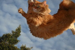 Как кота за хвост тянули или запуск с первой космической