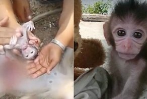 Женщина сделала кесарево сечение погибшей обезьяне, чтобы спасти её детёныша
