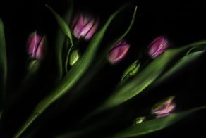 О чем говорят цветы, которые вам подарили на 8 Марта