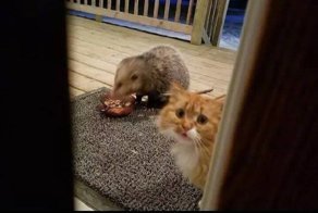 Опоссум и домашний кот