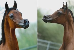 Эль Рей Магнум — жеребец с мультяшной внешностью