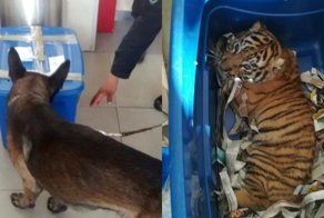 Необычная находка: в Мексике собака обнаружила живого тигра в почтовой посылке!